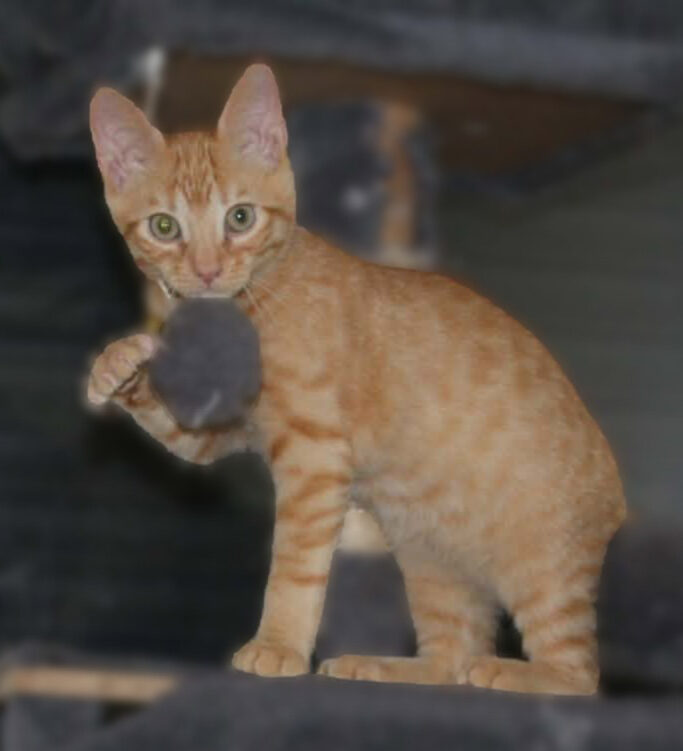 Bernard