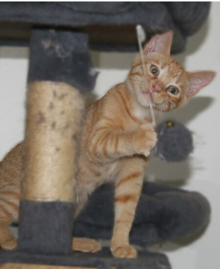 Bernard