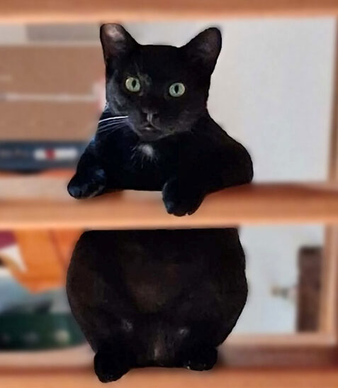 Shaka