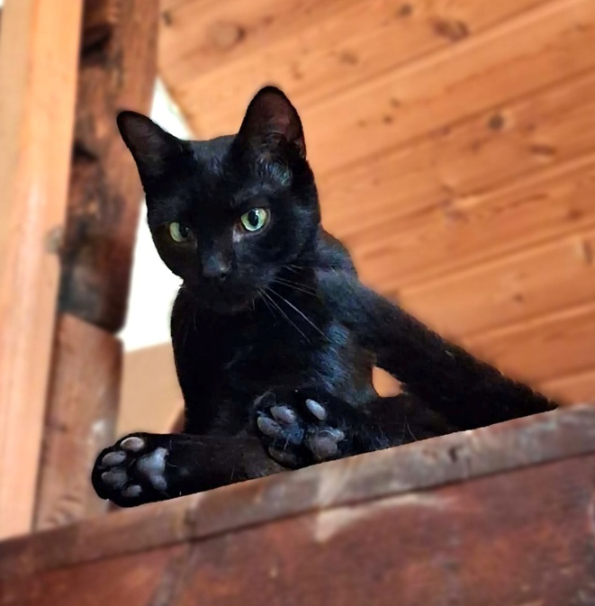 Shaka
