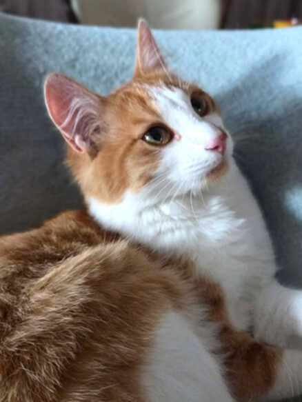 Sheeran