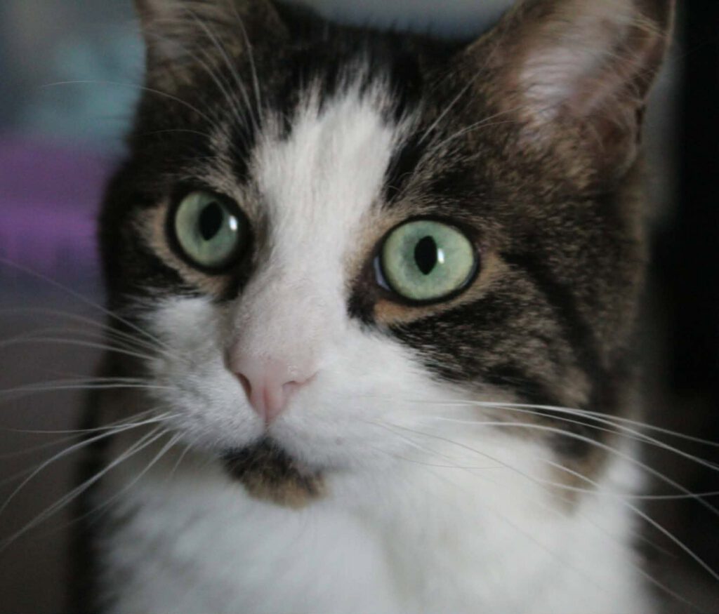 Les Stray Cat'zh